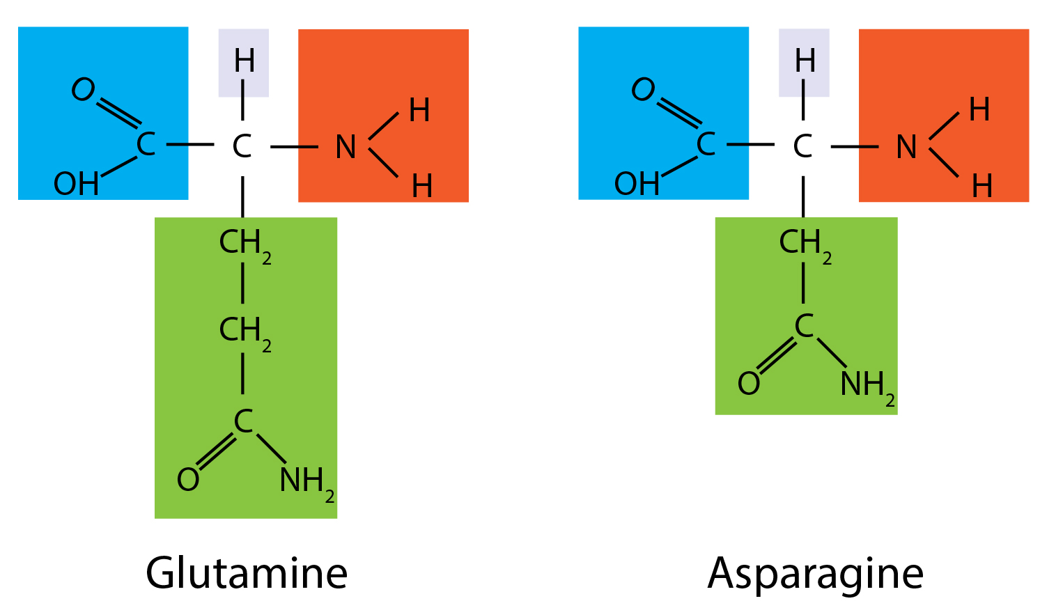 Introduction to proteins in molecular biology GoldBio